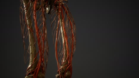 Anatomie-Der-Blutgefäße-Des-Menschlichen-Körpers